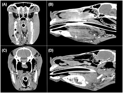 Computed Tomographic and Histopathological Characteristics of 13 Equine and 10 Feline Oral and Sinonasal Squamous Cell Carcinomas